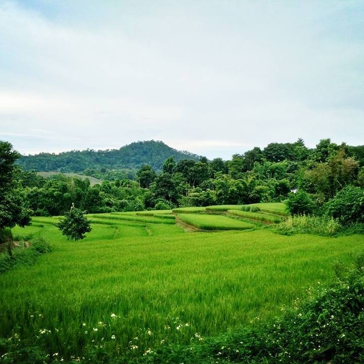 Rizière dans un village de ChiangRaï