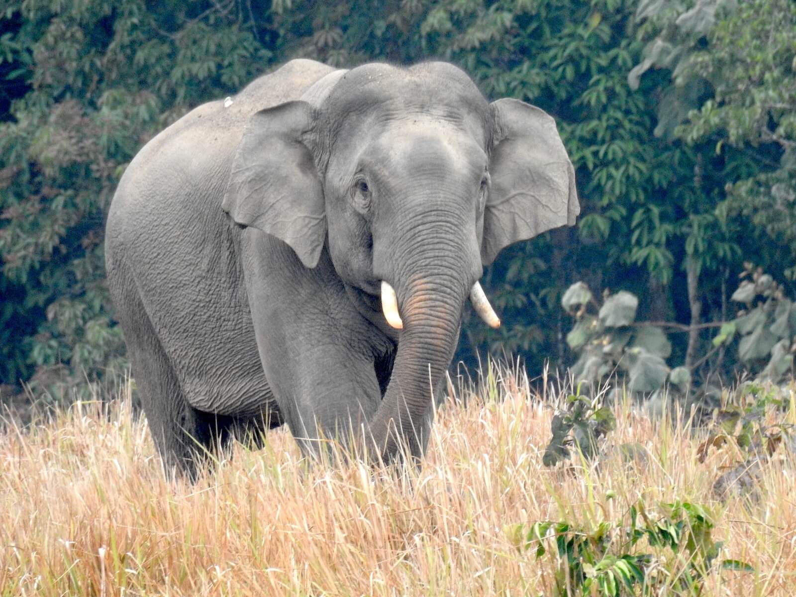 Éléphant sauvage à Khao Yai