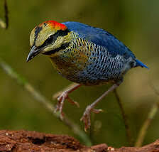 Blue pitta (Hydrornis cyaneus) – Birds observed in Khao Yai National Park