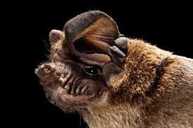 Wrinkle-lipped bat (Chaerephon plicatus) – Bats observed in Khao Yai National Park