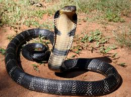 King cobra (Ophiophagus hannah) – Reptiles observed in Khao Yai National Park