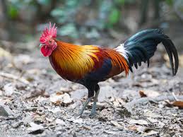 Red junglefowl (Gallus gallus) – Birds observed in Khao Yai National Park
