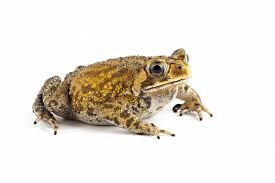 Asian common toad (Duttaphrynus melanostictus) – Amphibians observed in Khao Yai National Park