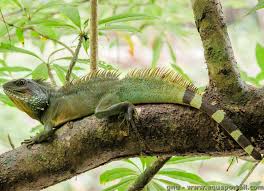 Chinese water dragon (Physignathus cocincinus) – Reptiles observed in Khao Yai National Park