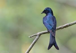 Bronzed drongo (Dicrurus aeneus) – Birds observed in Khao Yai National Park