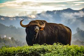 Gaur (Bos gaurus) – Mammals observed in Khao Yai National Park