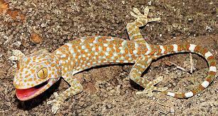 Tokay gecko (Gekko gecko) – Reptiles observed in Khao Yai National Park