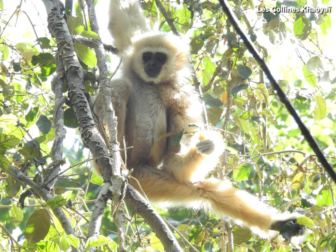 gibbon à main blanche thailande