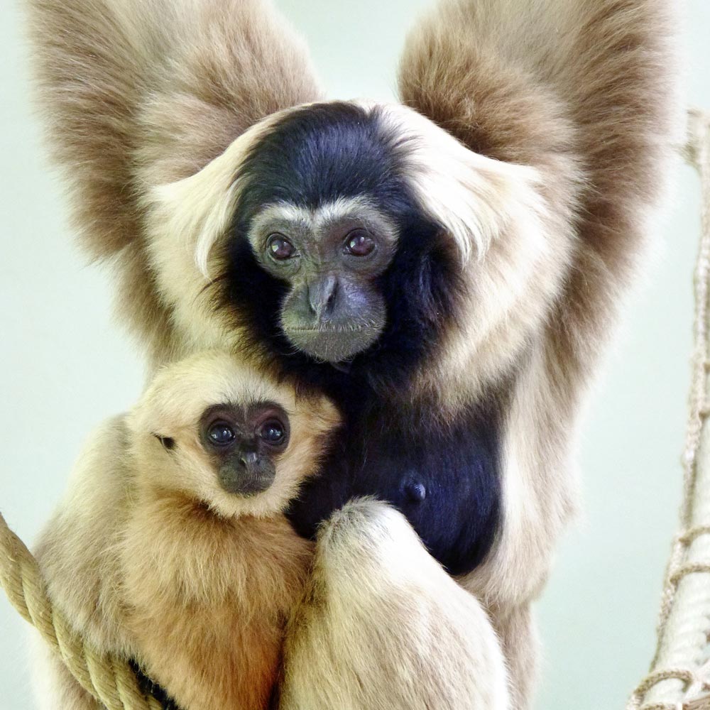 Pileated gibbon (Hylobates pileatus) – Mammals observed in Khao Yai National Park