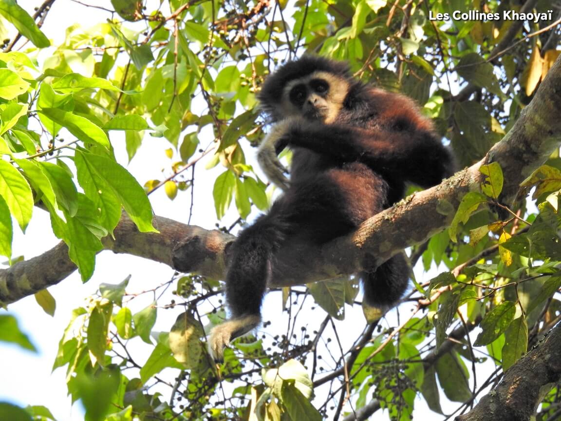 singe dans la jungle en thailande khaoyai