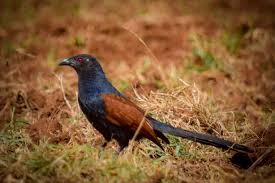 Greater coucal (Centropus sinensis) – Birds observed in Khao Yai National Park