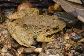 Giant stream frog (Limnonectes blythii) – Amphibians observed in Khao Yai National Park