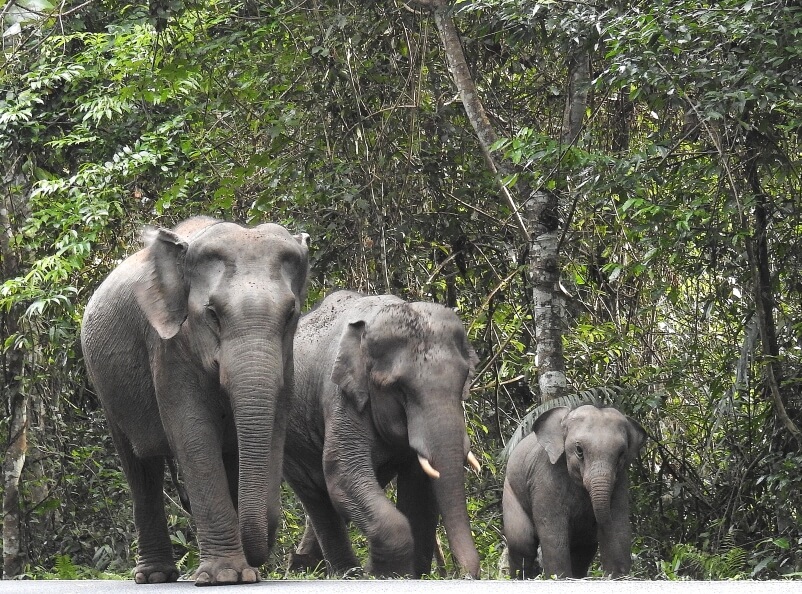 une famille d'elephants sauvages dans la jungle thailande dans le parc national de khaoyai
