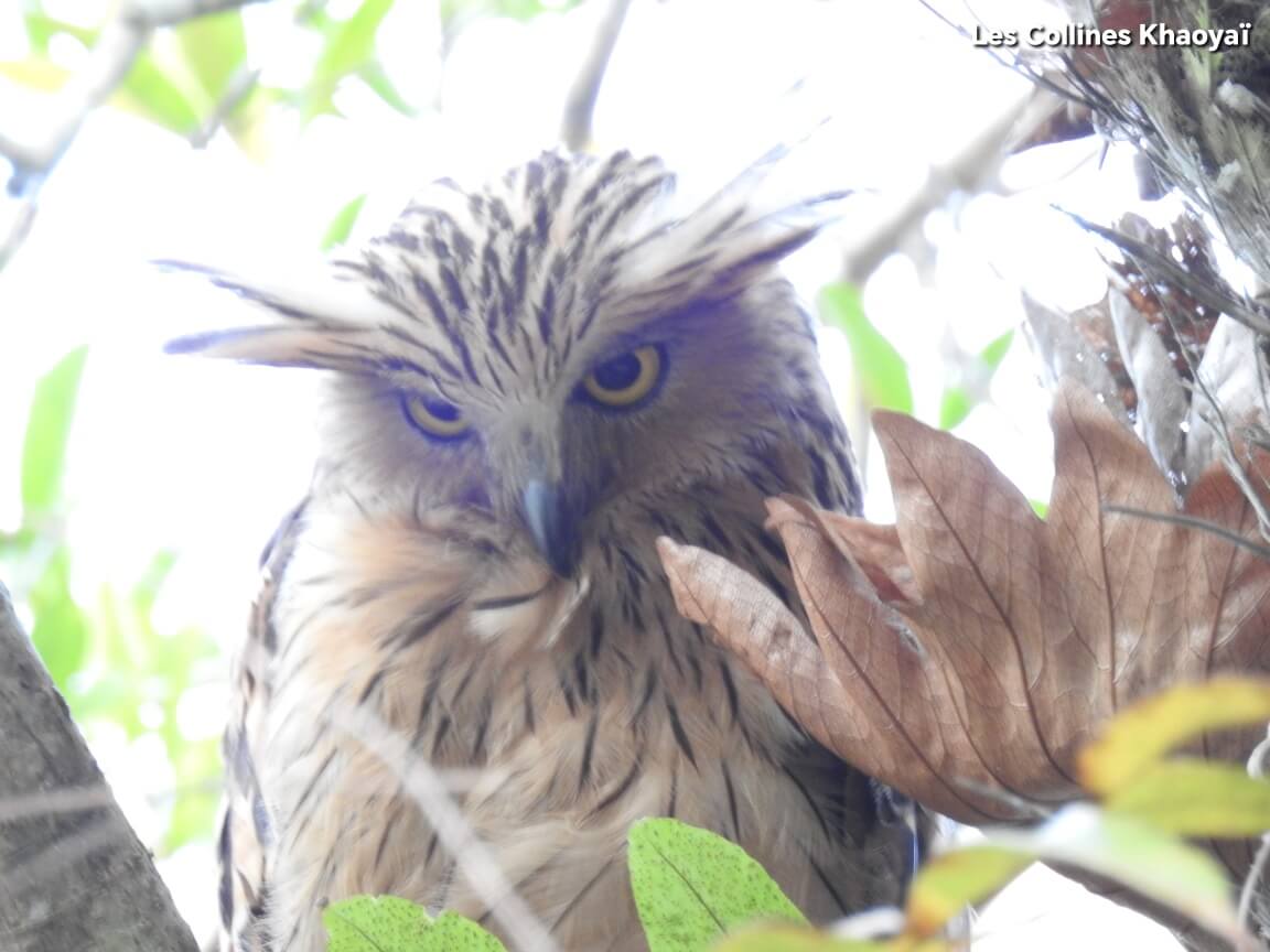 hibou ketupa malais dans la jungle en thailande khaoyai