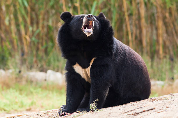 Asian black bear (Ursus thibetanus) – Mammals observed in Khao Yai National Park