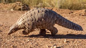 Sunda pangolin (Manis javanica) – Mammals observed in Khao Yai National Park