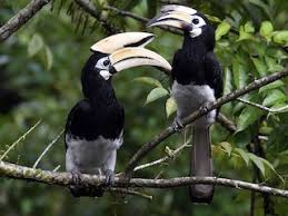 Oriental pied hornbill (Anthracoceros albirostris) – Birds observed in Khao Yai National Park