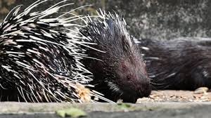 Malayan porcupine (Hystrix brachyura) – Mammals observed in Khao Yai National Park
