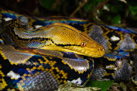 Reticulated python (Malayopython reticulatus) – Reptiles observed in Khao Yai National Park