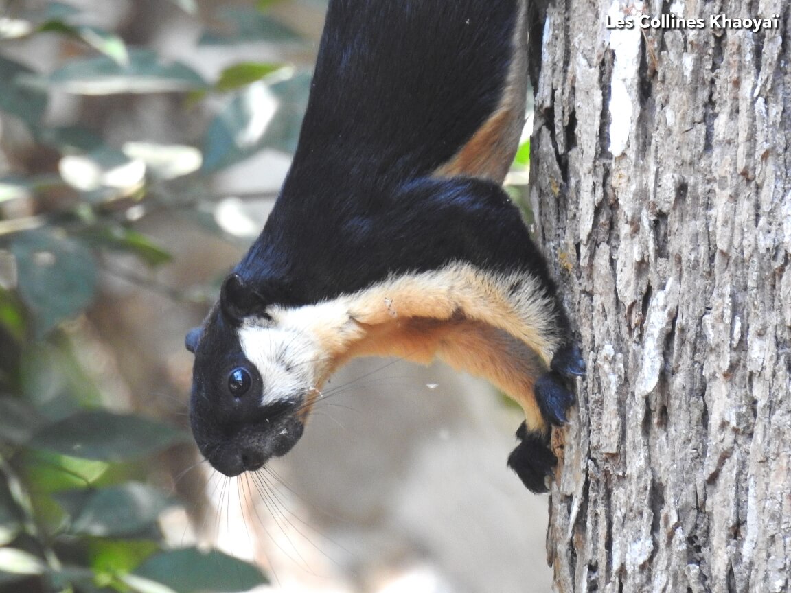 ecureuil ratuffa jungle de thailande