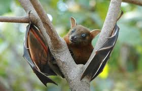 Short-nosed fruit bat (Cynopterus brachyotis) – Bats observed in Khao Yai National Park