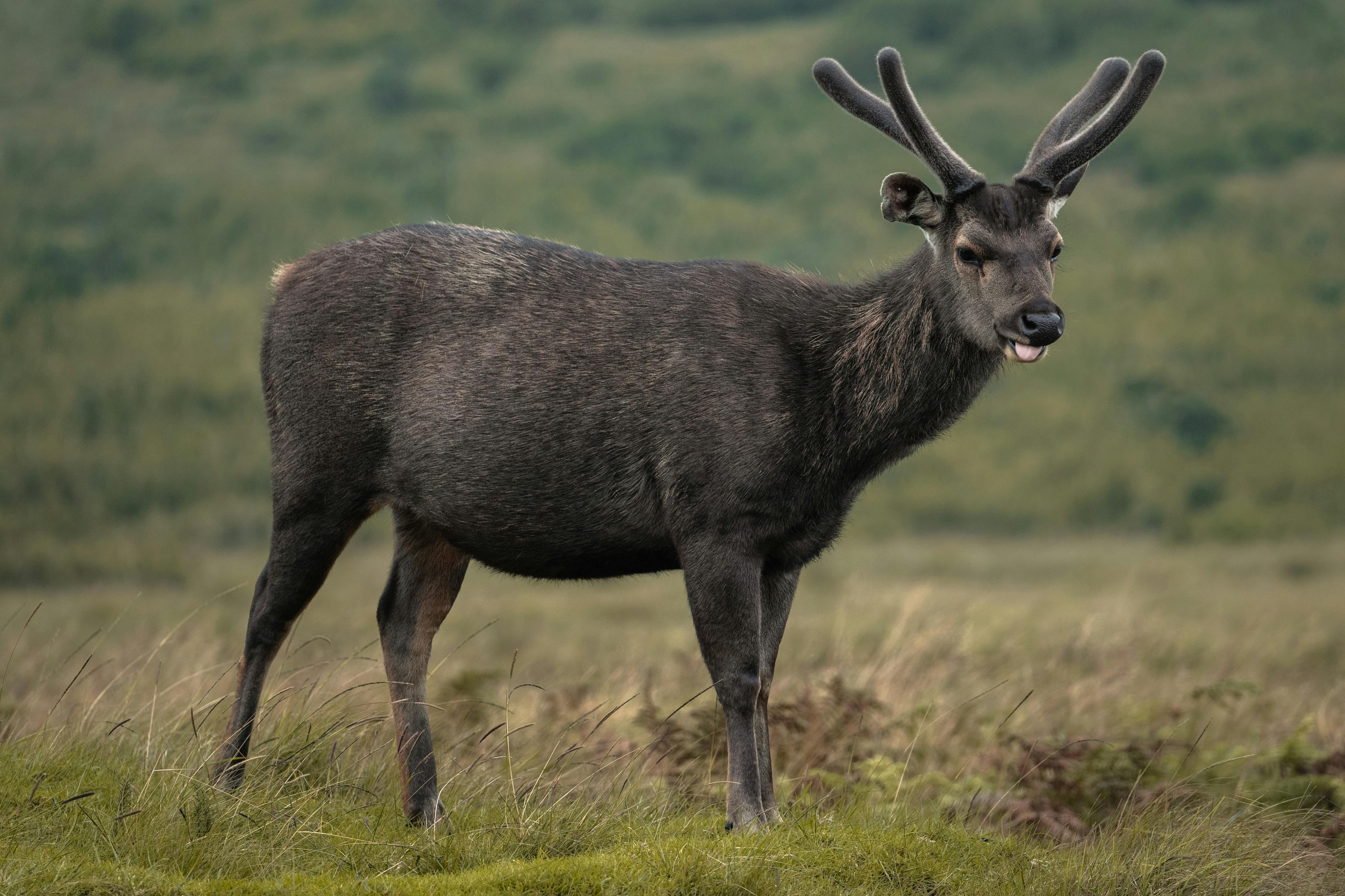 Sambar deer (Rusa unicolor) – Mammals observed in Khao Yai National Park