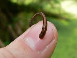 Land leeches (Haemadipsa spp.) – Invertebrates observed in Khao Yai National Park