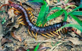 Giant centipede (Scolopendra subspinipes) – Invertebrates observed in Khao Yai National Park