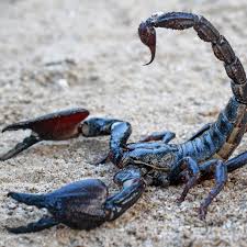 Giant forest scorpion (Heterometrus spp.) – Arachnids observed in Khao Yai National Park
