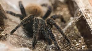 Thai tarantula (Cyriopagopus minax) – Arachnids observed in Khao Yai National Park