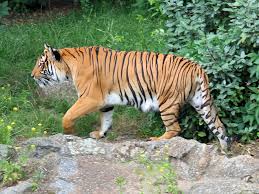 Indochinese tiger (Panthera tigris corbetti) – Mammals observed in Khao Yai National Park