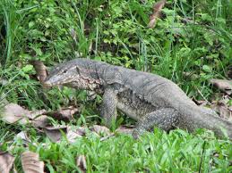 Malayan water monitor (Varanus salvator) – Reptiles observed in Khao Yai National Park