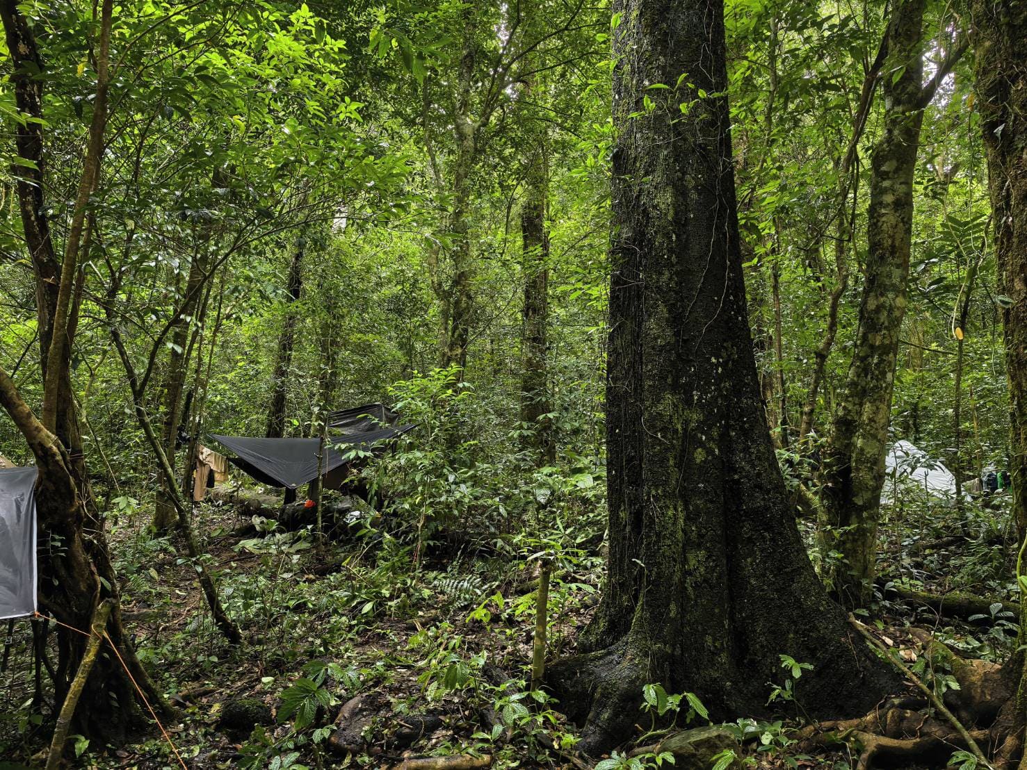 Flore de sous-bois, jungle de Ratchaburi